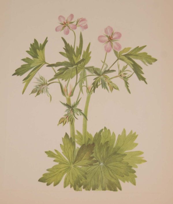 Vintage botanical print from 1925 by Mary Vaux Walcott titled Western Cranesbill , stamped with initials and dated bottom left.