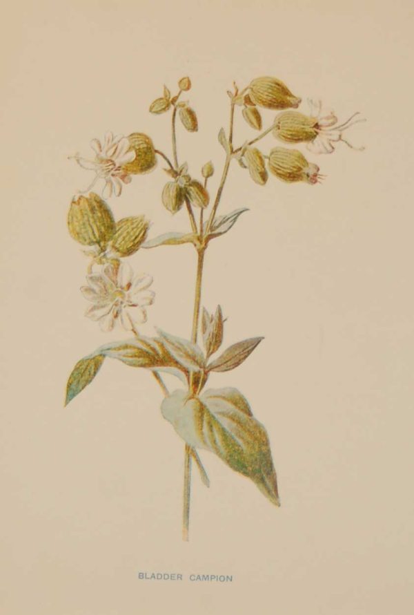 Antique botanical print titled Bladder Campion by F E Hulme. The print was published circa 1895, this set of prints are referenced as being produced between 1885 and 1895.
