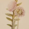 Antique botanical print titled Field Scabious by F E Hulme. The print was published circa 1895, this set of prints are referenced as being produced between 1885 and 1895.