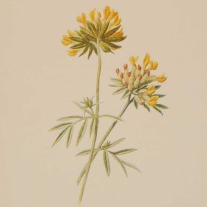 Antique botanical print titled Kidney Vetch by F E Hulme. The print was published circa 1895, this set of prints are referenced as being produced between 1885 and 1895.