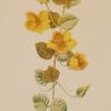 Antique botanical print titled Moneywort by F E Hulme. The print was published circa 1895, this set of prints are referenced as being produced between 1885 and 1895.