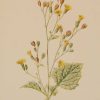 Antique botanical print titled Nipplewort by F E Hulme. The print was published circa 1895, this set of prints are referenced as being produced between 1885 and 1895.