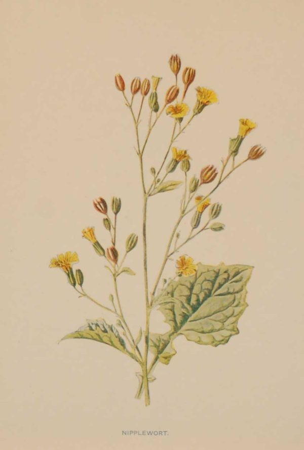 Antique botanical print titled Nipplewort by F E Hulme. The print was published circa 1895, this set of prints are referenced as being produced between 1885 and 1895.