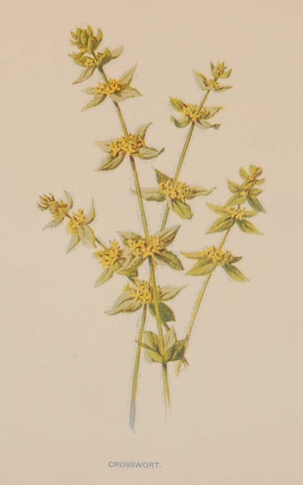 Antique botanical print titled Crosswort by F E Hulme. The print was published circa 1895, this set of prints are referenced as being produced between 1885 and 1895.