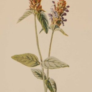 Antique botanical print titled Self Heal by F E Hulme. The print was published circa 1895.
