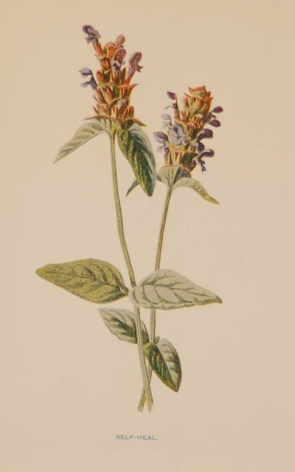 Antique botanical print titled Self Heal by F E Hulme. The print was published circa 1895.