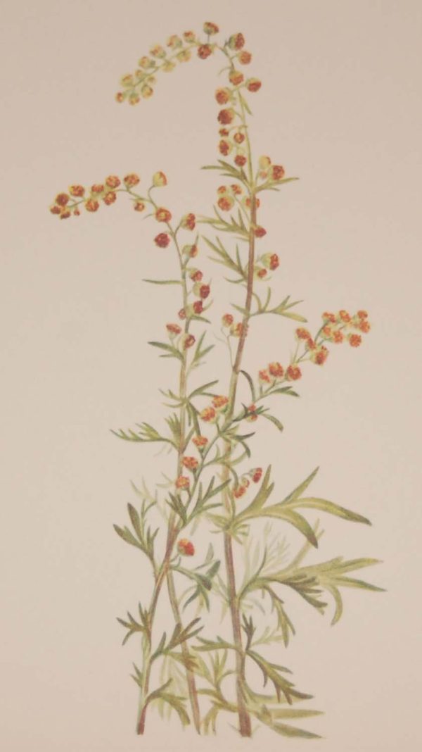 Vintage botanical print from 1925 by Mary Vaux Walcott titled Rock Wormwood, stamped with initials and dated bottom left.