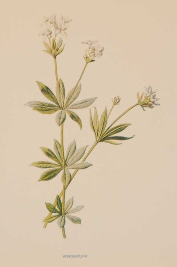 Antique botanical print titled Woodruff by F E Hulme. The print was published circa 1895.