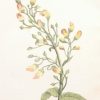Antique Botanical print by Anne Pratt titled Knotted Fig Wort. Pratt was one of the best known botanical illustrators of the time.