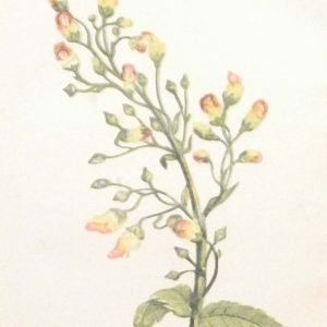 Antique Botanical print by Anne Pratt titled Knotted Fig Wort. Pratt was one of the best known botanical illustrators of the time.