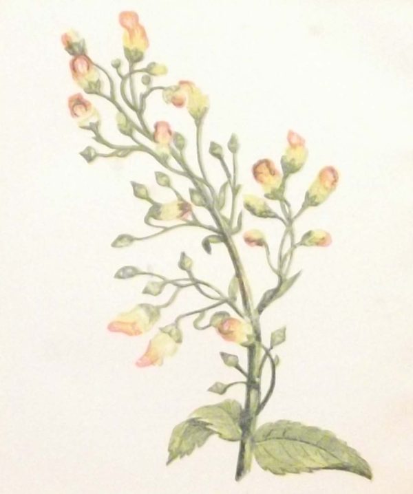 Antique Botanical print by Anne Pratt titled Knotted Fig Wort. Pratt was one of the best known botanical illustrators of the time.