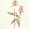 Antique botanical print titled Betony by F E Hulme. The print was published circa 1895, this set of prints are referenced as being produced between 1885 and 1895.