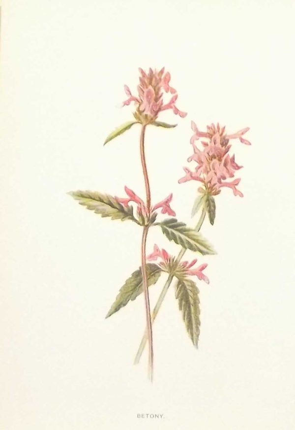 Antique botanical print titled Betony by F E Hulme. The print was published circa 1895, this set of prints are referenced as being produced between 1885 and 1895.