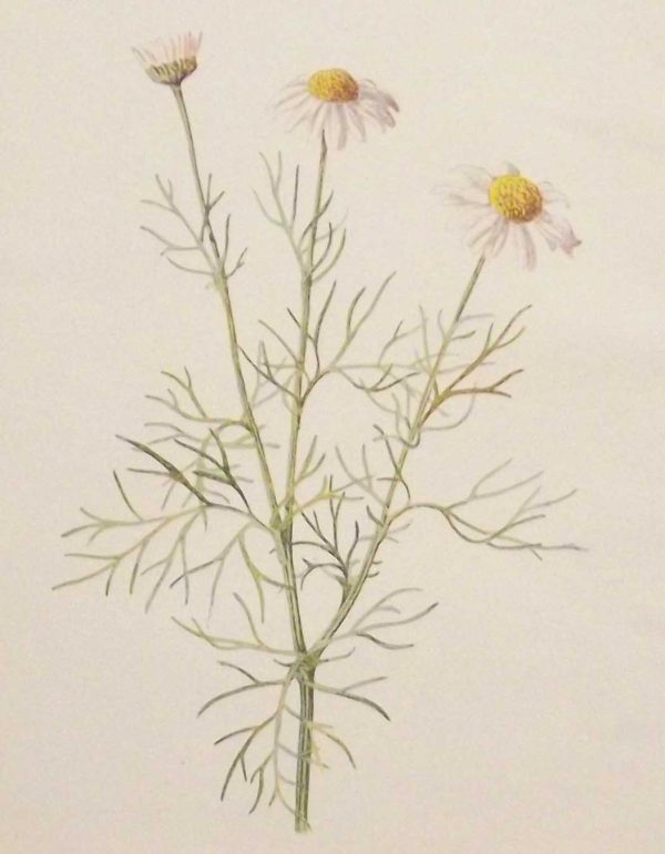 Antique botanical print titled Scentless Mayweed by F E Hulme. The print was published circa 1895.