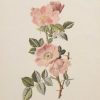 Antique botanical print titled Sweet Briar by F E Hulme. The print was published circa 1895.