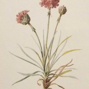 Antique botanical print titled Thrift by F E Hulme. The print was published circa 1895.
