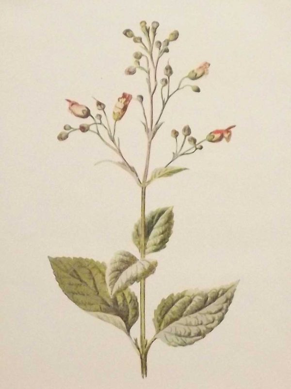 Antique botanical print titled Water Fig-Wort by F E Hulme. The print was published circa 1895.