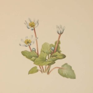 Vintage botanical print from 1925 by Mary Vaux Walcott titled Elkslip, stamped with initials and dated bottom left.