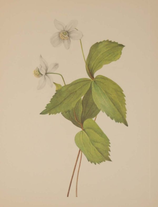 Vintage botanical print from 1925 by Mary Vaux Walcott titled Forest Anemone, stamped with initials and dated bottom left.