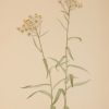 Vintage botanical print from 1925 by Mary Vaux Walcott titled Pearl Everlasting, stamped with initials and dated bottom left.
