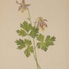 Vintage botanical print from 1925 by Mary Vaux Walcott titled Shortspur Columbine , stamped with initials and dated bottom left.