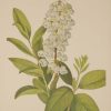 Vintage botanical print from 1925 by Mary Vaux Walcott titled Zenobia, stamped with initials and dated bottom left.