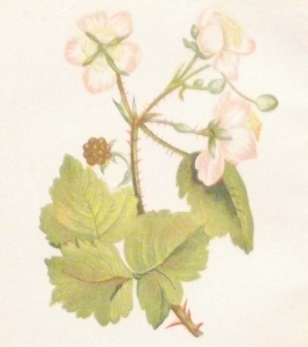 Antique Botanical print by Anne Pratt titled Common Bramble of Blackberry. Pratt was one of the best known botanical illustrators of the time.