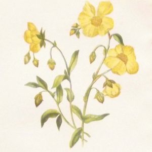 Antique Botanical print by Anne Pratt titled Common Citrus or Rock Rose. Pratt was one of the best known botanical illustrators of the time.