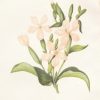 Antique Botanical print by Anne Pratt titled Common Soapwort. Pratt was one of the best known botanical illustrators of the time.