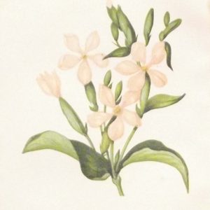 Antique Botanical print by Anne Pratt titled Common Soapwort. Pratt was one of the best known botanical illustrators of the time.