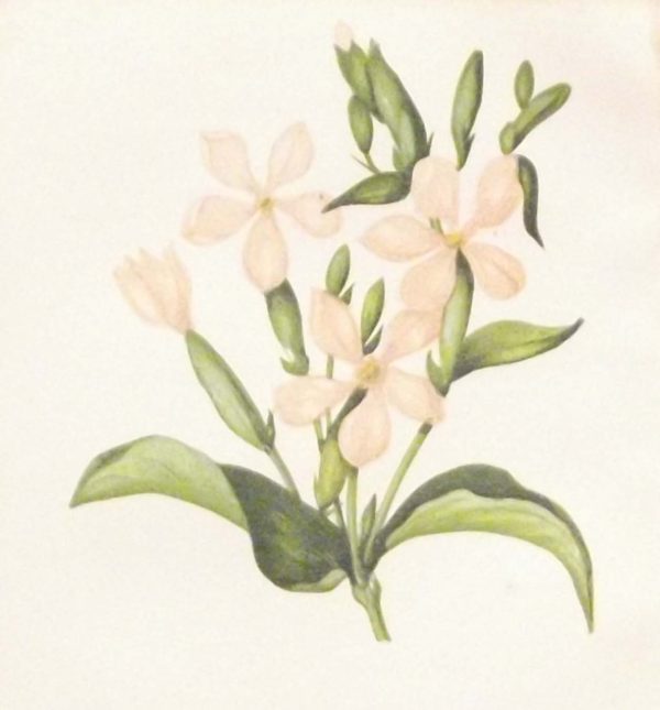 Antique Botanical print by Anne Pratt titled Common Soapwort. Pratt was one of the best known botanical illustrators of the time.