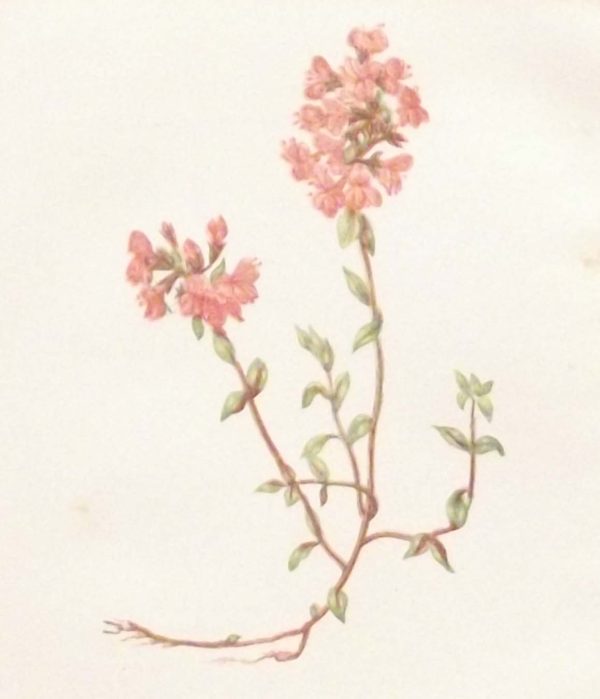 Antique Botanical print by Anne Pratt titled Wild Thyme. Pratt was one of the best known botanical illustrators of the time.