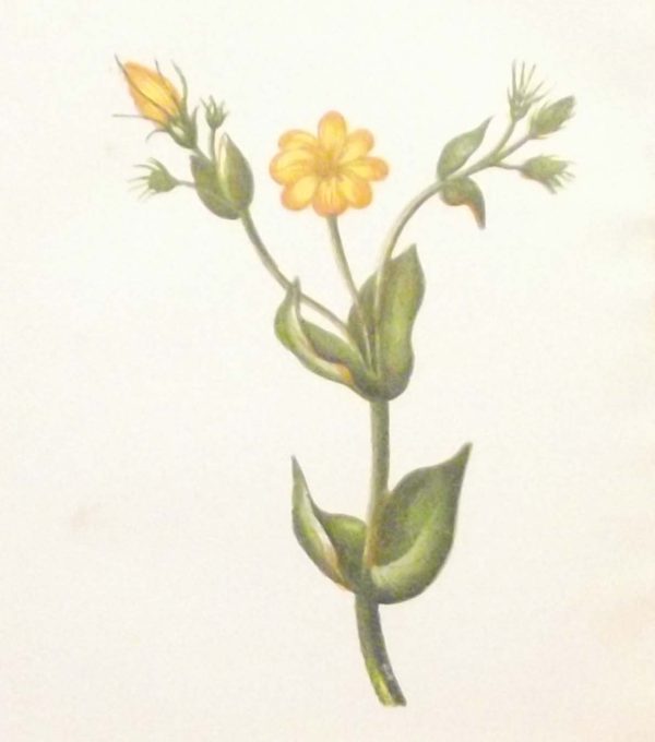 Antique Botanical print by Anne Pratt titled Perfoliate Yellow Wort. Pratt was one of the best known botanical illustrators of the time.