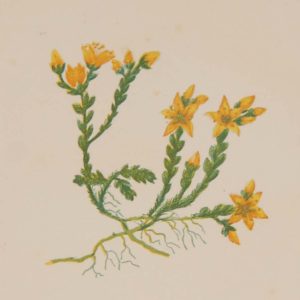 Antique Botanical prints by Anne Pratt titled, Biting Stonecrop, Perforated St John's Wort. Pratt was one of the best known botanical illustrators of the time.