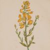 Antique Botanical prints by Anne Pratt titled, Colt's Foot, Dyer's Green Weed. Pratt was one of the best known botanical illustrators of the time.