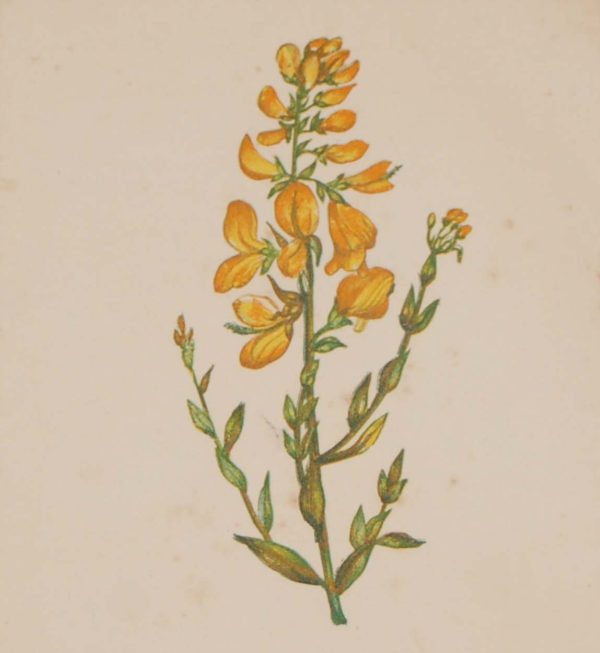 Antique Botanical prints by Anne Pratt titled, Colt's Foot, Dyer's Green Weed. Pratt was one of the best known botanical illustrators of the time.