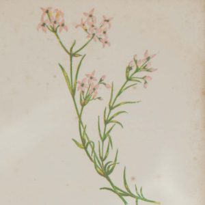 Antique Botanical prints by Anne Pratt titled, Common Daisy, Small Woodruff. Pratt was one of the best known botanical illustrators of the time.