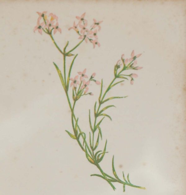 Antique Botanical prints by Anne Pratt titled, Common Daisy, Small Woodruff. Pratt was one of the best known botanical illustrators of the time.