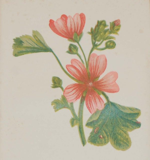 Antique Botanical prints by Anne Pratt titled, Common Mallow, Hounds Tongue. Pratt was one of the best known botanical illustrators of the time.