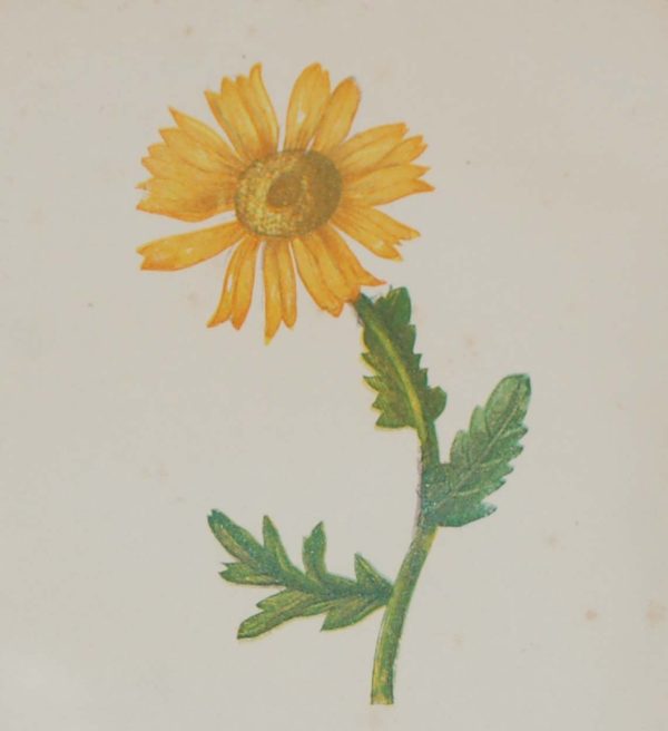Antique Botanical prints by Anne Pratt titled, Corn Marigold, Lesser Celandine. Pratt was one of the best known botanical illustrators of the time.