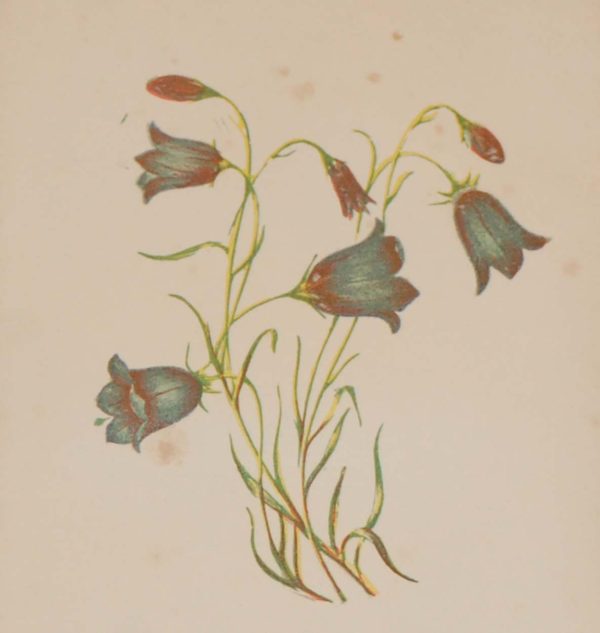 Antique Botanical prints by Anne Pratt titled, Harebell, Wild Hyacinth. Pratt was one of the best known botanical illustrators of the time.