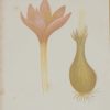 Antique Botanical prints by Anne Pratt titled, Knot Grass, Meadow Saffron, Black Byrony. Pratt was one of the best known botanical illustrators of the time.