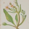 Antique Botanical prints by Anne Pratt titled, Michaelmas Daisy, Narrow Leaved Pea. Pratt was one of the best known botanical illustrators of the time.