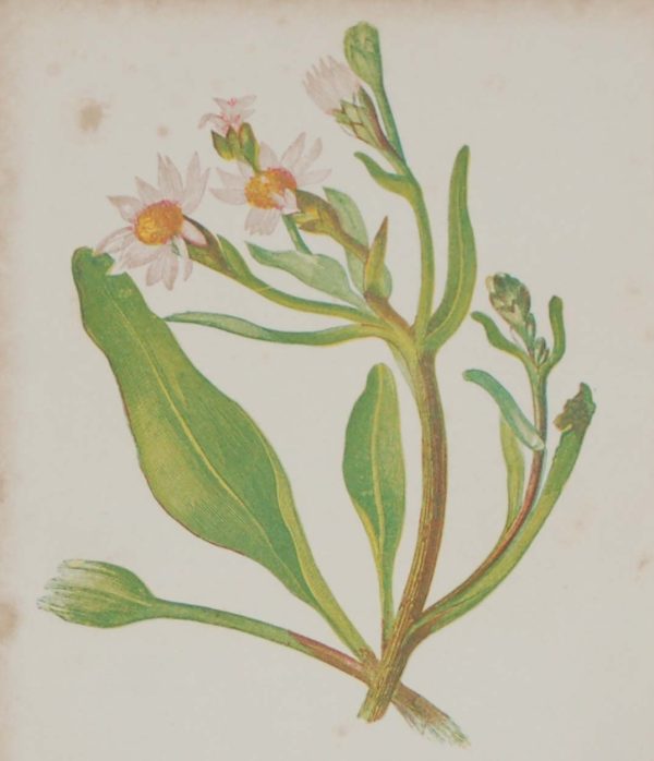 Antique Botanical prints by Anne Pratt titled, Michaelmas Daisy, Narrow Leaved Pea. Pratt was one of the best known botanical illustrators of the time.