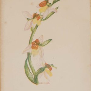 Antique Botanical prints by Anne Pratt titled, The Orchis, Fly Orchis. Pratt was one of the best known botanical illustrators of the time.