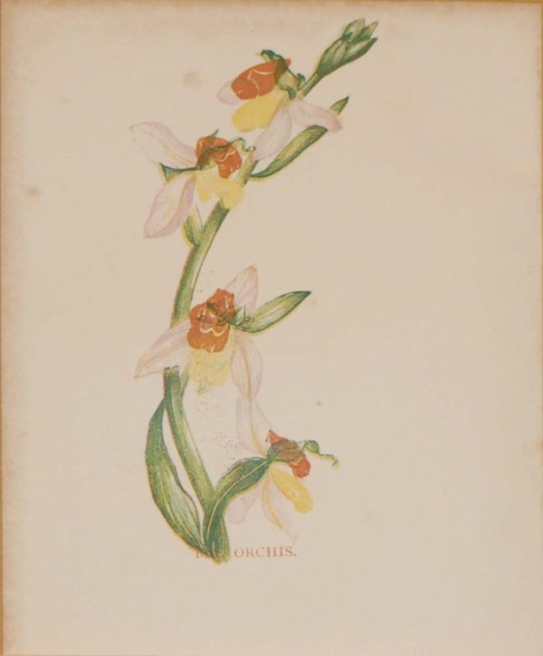 Antique Botanical prints by Anne Pratt titled, The Orchis, Fly Orchis. Pratt was one of the best known botanical illustrators of the time.