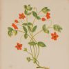 Antique Botanical prints by Anne Pratt titled, Scarlet Pimpernel, Long Prickly Headed Poppy. Pratt was one of the best known botanical illustrators of the time.