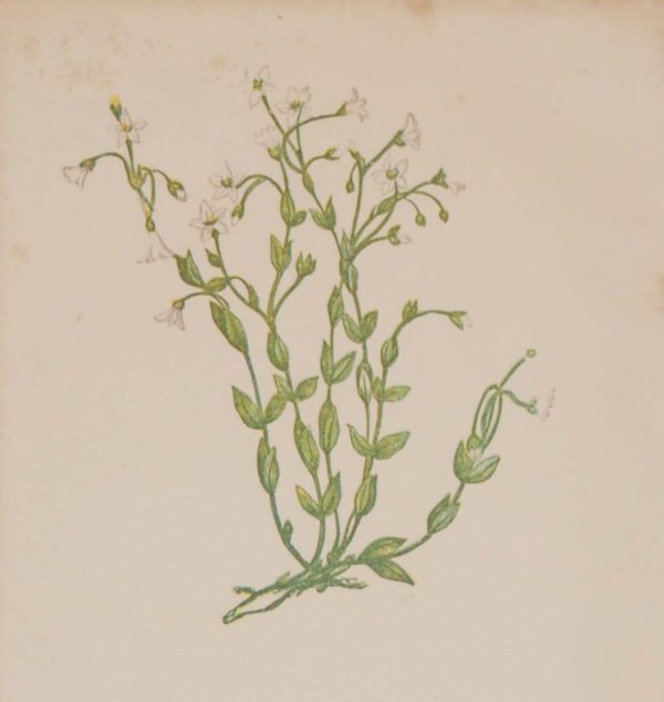 Antique Botanical prints by Anne Pratt titled, Sweet Milk Vetch, Cathartic Flax. Pratt was one of the best known botanical illustrators of the time.