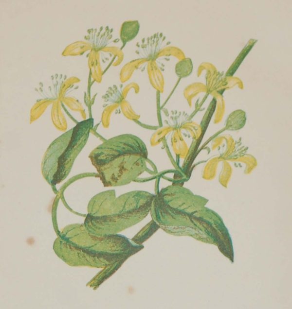 Antique Botanical prints by Anne Pratt titled, Travellers Joy, Red Berried Byrony. Pratt was one of the best known botanical illustrators of the time.
