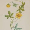 Antique Botanical prints by Anne Pratt titled, Wood Loosestrife, Common Creeping Cinquefoil. Pratt was one of the best known botanical illustrators of the time.